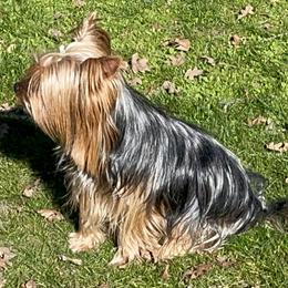 Yorkshire Terriers from My “T”ruly fine Yorkies