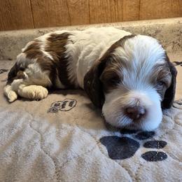 JJ - Brown white and tan male Cockapoo puppy in Cabool, Missouri from Onyx Cave Kennel