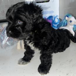 Bella (yellow collar) - Black female Miniature Schnauzer puppy in Port Orchard, Washington from Silver Bells Miniature Schnauzers