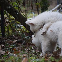 Siberian Husky Puppies from Dreamers Mile
