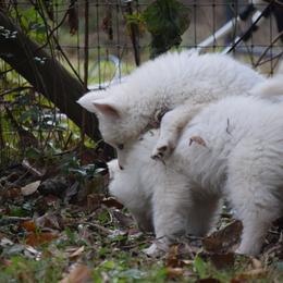 Siberian Husky Puppies from Dreamers Mile