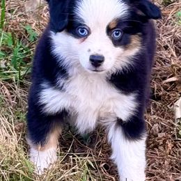 Glenda - Black tri female Toy Australian Shepherd puppy in Blacksburg, South Carolina from Blue’s Family Aussies