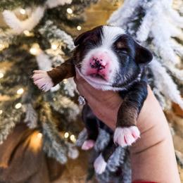 Charlie - Black tri male Miniature Australian Shepherd puppy in Goldsboro, North Carolina from Maple Ridge Farm