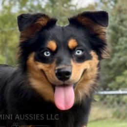 Mara - Miniature Australian Shepherd