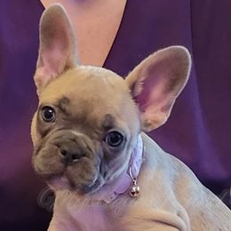 French Bulldogs, Miniature Schnauzers, and Rottweilers from Mystique Kennel