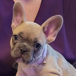 French Bulldogs, Miniature Schnauzers, and Rottweilers from Mystique Kennel
