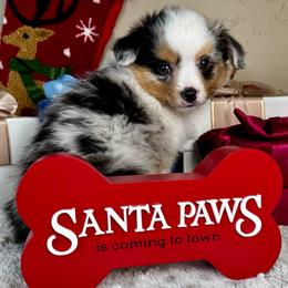 Frosty - Blue merle male Toy Australian Shepherd puppy in Tonasket, Washington from V5 Aussies