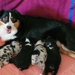 Miniature American Shepherd Puppies from Holly Hill Mini Aussies