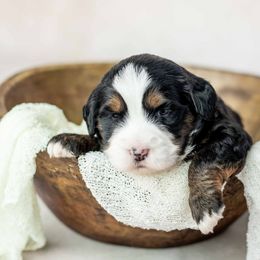 Boy 2 - Tri-color male Bernedoodle puppy in Lititz, Pennsylvania from Sleepy Hollow Acres