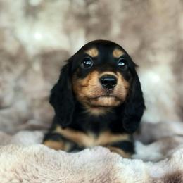 Rolo - Black and cream male Dachshund puppy in Lincoln, California from ForeversEdge Doxies