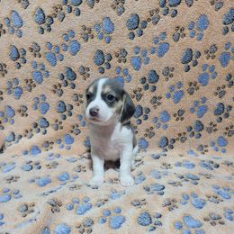 Blue Girl - Blue tan and white female Beagle puppy in New River, Arizona from Desert Mountain Dobermans