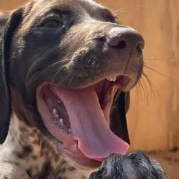 German Shorthaired Pointers from Lena's German Shorthaired Pointers