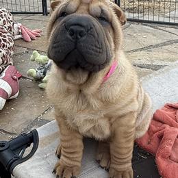 Girl 2 - Fawn female Chinese Shar-Pei puppy in Fairfield, Texas from Majesty SharPei
