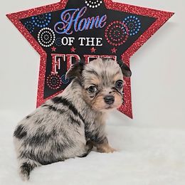Levi - Blue merle male Chihuahua puppy in Clinton, Missouri from RockyTop Hearts