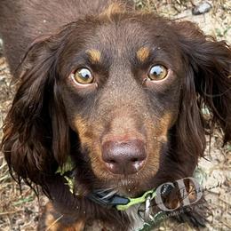 Dachshund Puppies from Camacho_Dachshunds