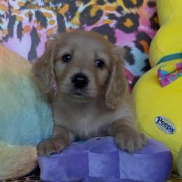 Woodrow - Cream male Dachshund puppy in Floresville, Texas from Muddy River Dachshunds