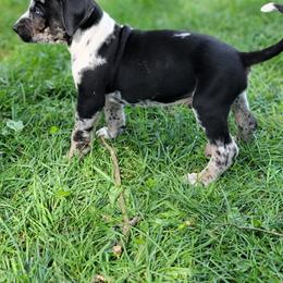 Catahoula Leopard Dog Puppies from Peach Tree Catahoulas