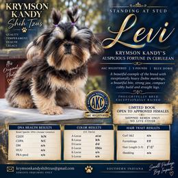 Levi - Shih Tzu