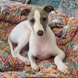 Italian Greyhound Puppies from Bellagio Italian Greyhounds