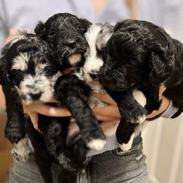 Aussiedoodles from Avery's Aussiedoodles