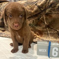 Blue Dot - Brown female Chesapeake Bay Retriever puppy in Wisconsin Dells, Wisconsin from Kilbourn Chesapeakes