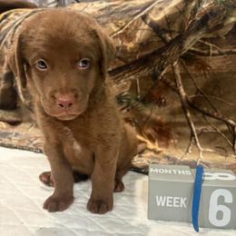 Blue Dot - Brown female Chesapeake Bay Retriever puppy in Wisconsin Dells, Wisconsin from Kilbourn Chesapeakes