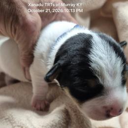 BLAZE - White and black male Teddy Roosevelt Terrier puppy in Murray, Kentucky from Froschwald German Shepherds and Xanadu Teddy Roosevelt Terriers