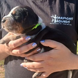 Bluetick Coonhound and Redbone Coonhound Puppies from Harmons Hounds