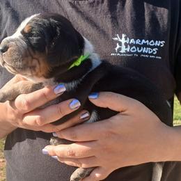 Bluetick Coonhound and Redbone Coonhound Puppies from Harmons Hounds