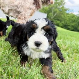 Mayley - Tri-color female Bernedoodle puppy in Wamego, Kansas from Doodles of Oz