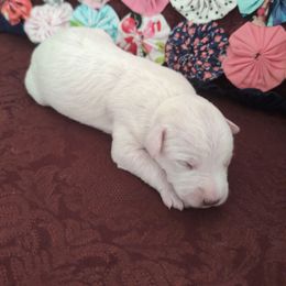 Otto - White male Schnoodle puppy in Huron, Tennessee from Wilma's Paw-Paw Patch