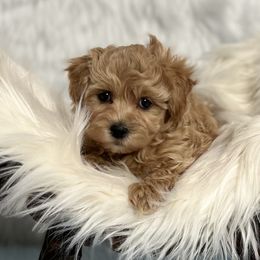 Maltipoos from Maltipoo FurBabies