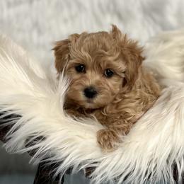 Maltipoos from Maltipoo FurBabies