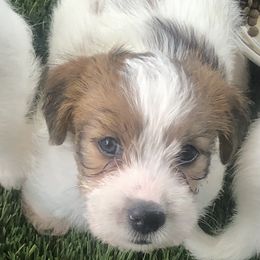 Russell Terrier Puppies from Awesome Pups