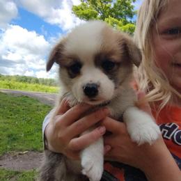 Triple Clear, OFA parents 2G - Red female Pembroke Welsh Corgi puppy in Harpursville, New York from Rex Farm Corgis
