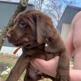 Labrador Retrievers from Robin Wood