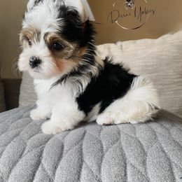Yorkshire Terrier Puppies from Devine Yorkies