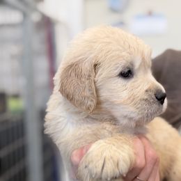 América - Light golden female Golden Retriever puppy in Warrenton, Virginia from Four Lochs LLC