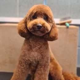 Grace - Goldendoodle