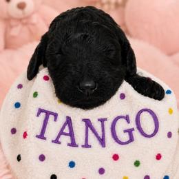TANGO - Black female Poodle puppy in Thornton, Colorado from Shandy Poodle