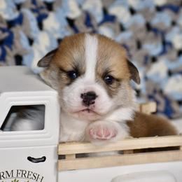 Wally - Red male Pembroke Welsh Corgi puppy in East Canton, Ohio from Victorian Farms
