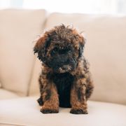 Boy 2- Green - Whoodle puppy in Delta, Utah from Dunes and Doodles