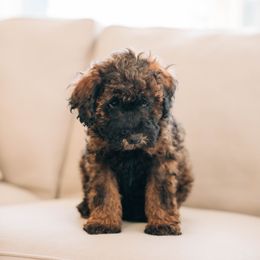 Boy 2- Green - Whoodle puppy in Delta, Utah from Dunes and Doodles