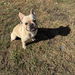 Boy 1 (blue) - Cream French Bulldog puppy in Tampa, Florida from NaughtyFrenchies fl
