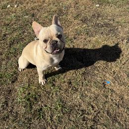 Boy 1 (blue) - Cream French Bulldog puppy in Tampa, Florida from NaughtyFrenchies fl