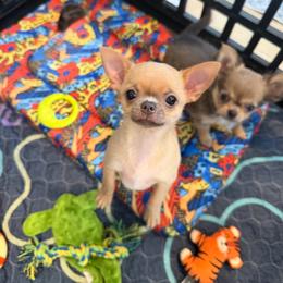Faith 4,500 - Blue fawn female Chihuahua puppy in East Syracuse, New York from Blissful’s Chihuahuas