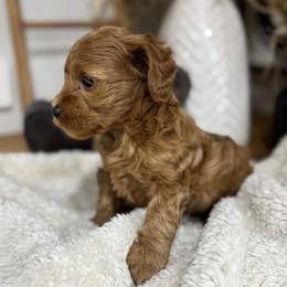 Goldendoodle and Maltipoo Puppies from Jessica's Maltipoo and Goldendoodle