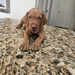 Shih Tzu and Vizsla Puppies from Kevin Hastings