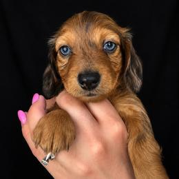 Smudge - Red male Dachshund puppy in Augusta, Georgia from Cherokee Hill Dachshunds