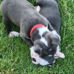Boston Terrier Puppies from Sooner Bred Bostons